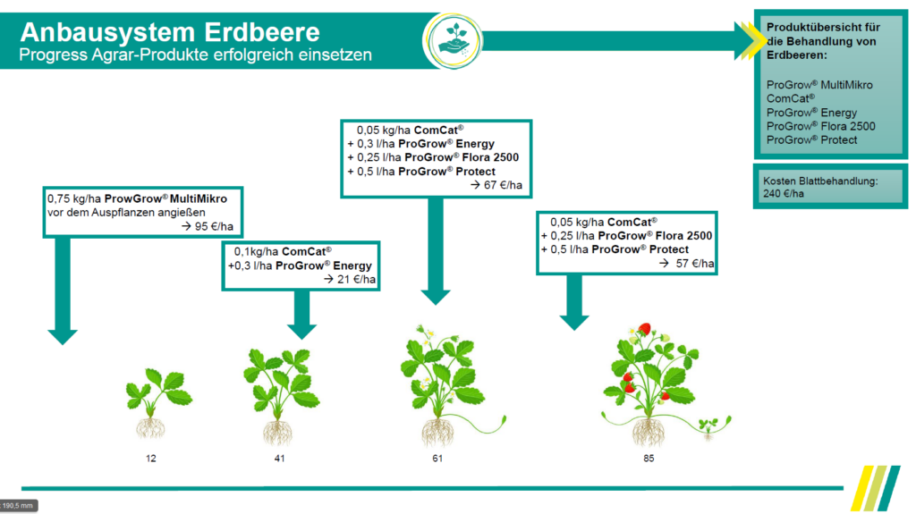Anbausystem Erdbeere