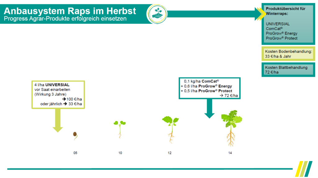 Anbausystem Raps im Herbst
