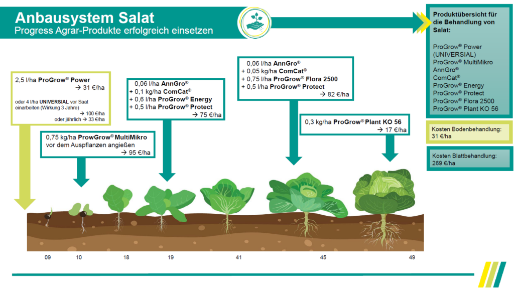 Anbausystem Salat