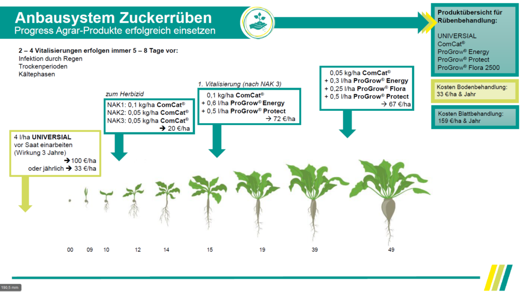 Anbausystem Zuckerrübe