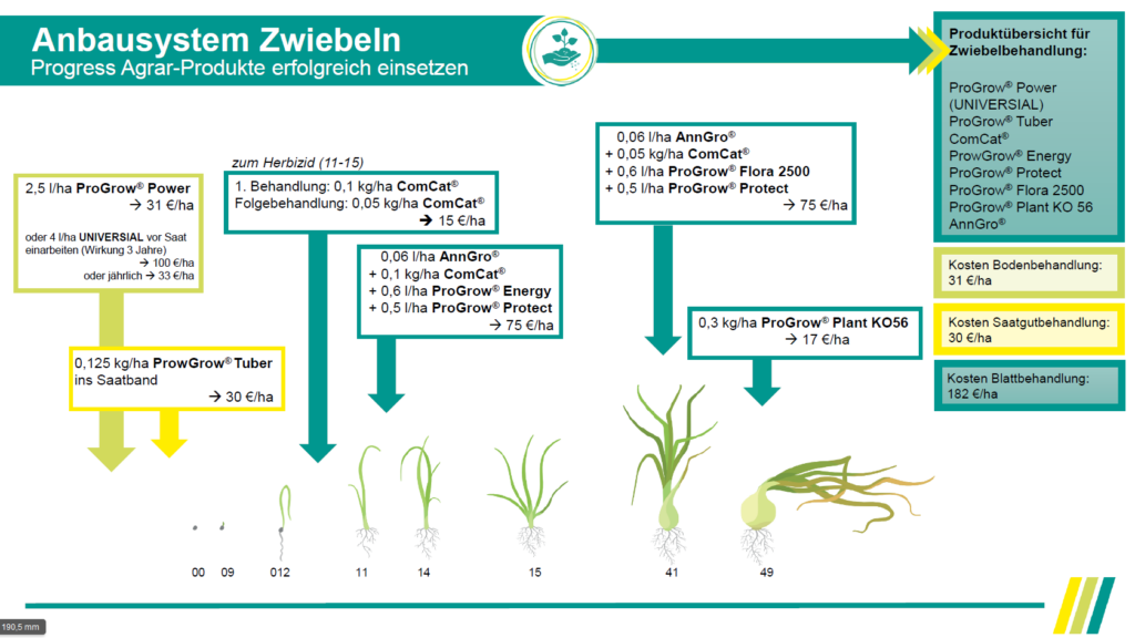 Anbausystem Zwiebel