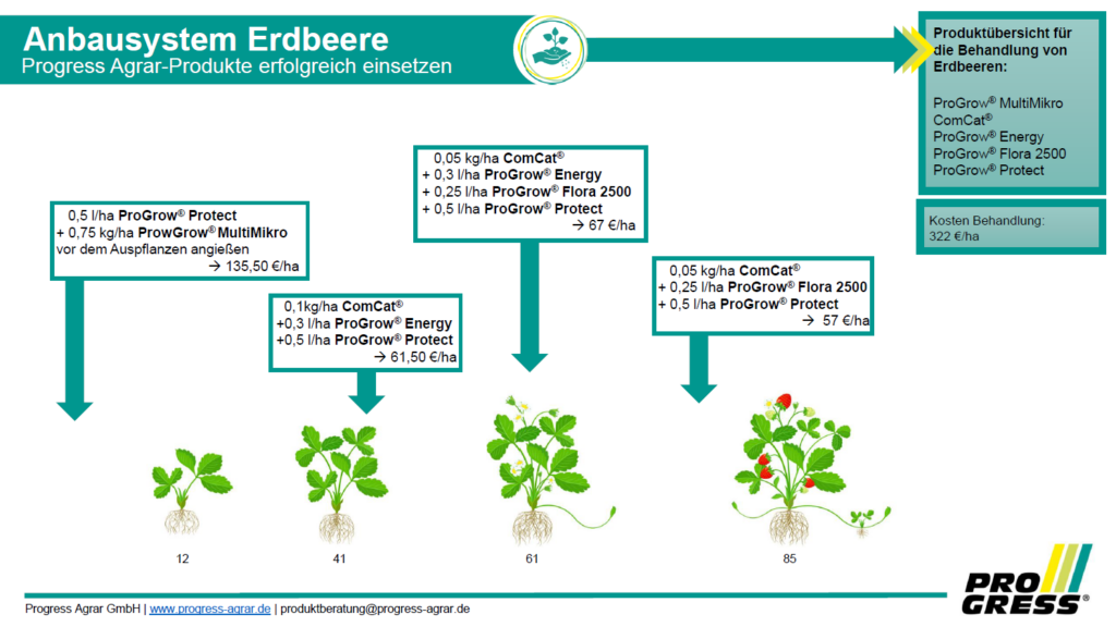 Erdbeeren erfolgreich behandeln