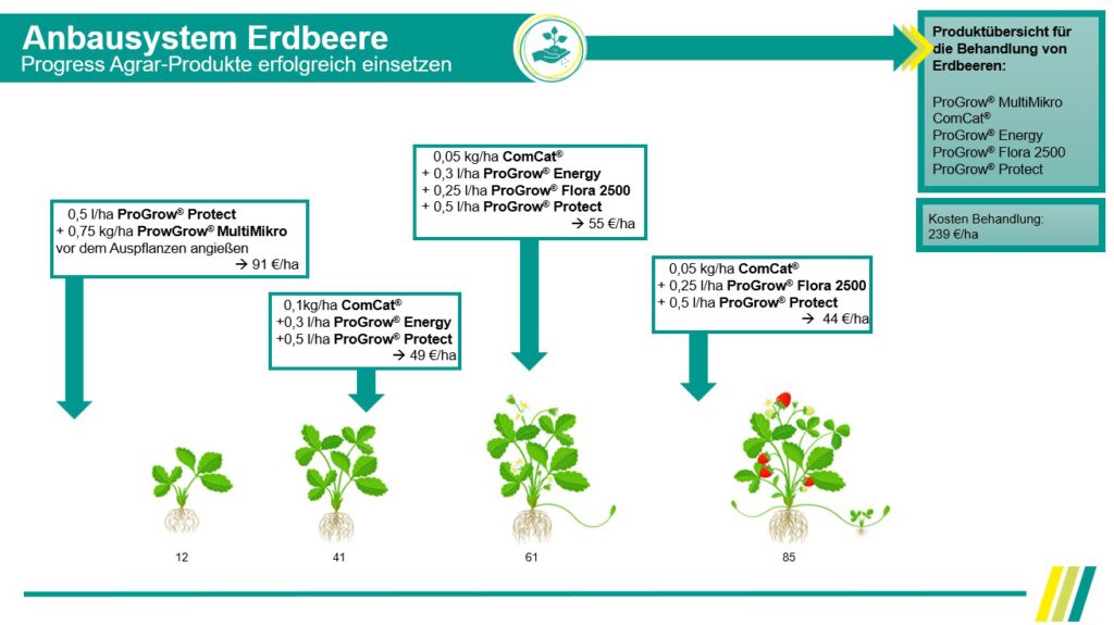 anbausystem_erdbeere